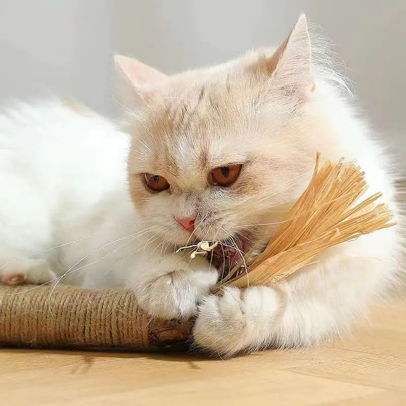 Catnip Cat Toys Natural Snacks Stick Cleans Tooth Removers Hair to Promote Digestion Silvervine Kitten Chew Toy